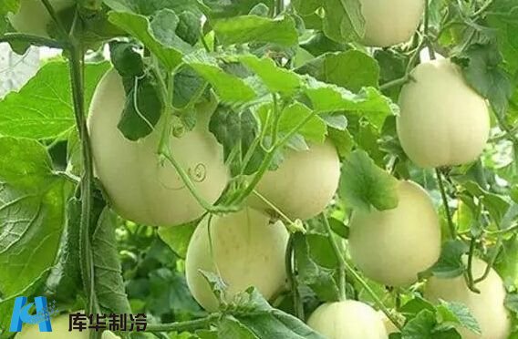 台州建造10吨香瓜保鲜冷库价格