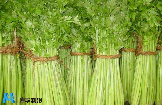 杭州萧山区安装20吨芹菜保鲜冷库推荐