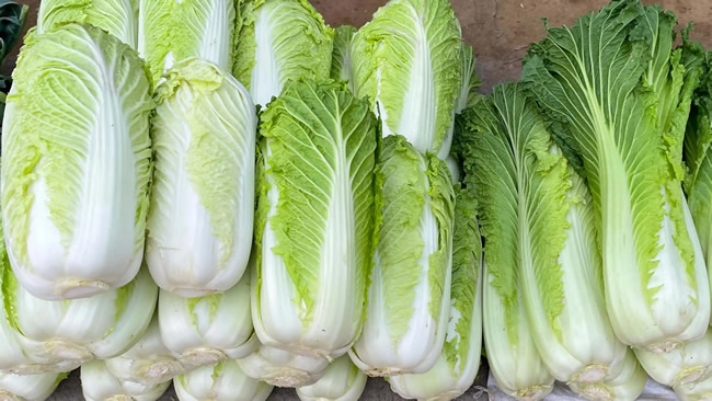 白菜冷库能储存多久?白菜冷库保鲜1-4个月技术